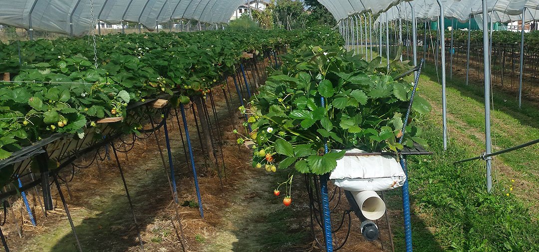 Strawberry Cultivation